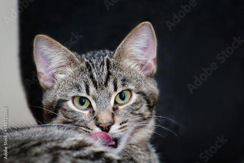 A gray tabby kitten stuck out its pink tongue. © karp5
