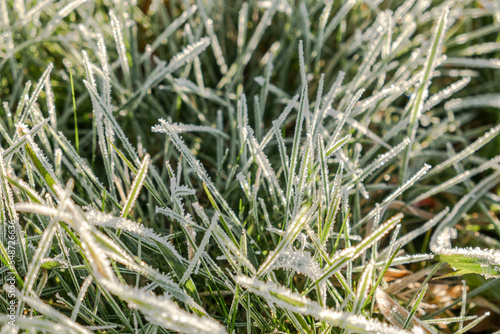 Frosty grass with shiny ice frost in snowy forest park. Plants covered hoarfrost and in snow. Tranquil peacful winter nature. Extreme north low temperature, cool winter weather outdoor