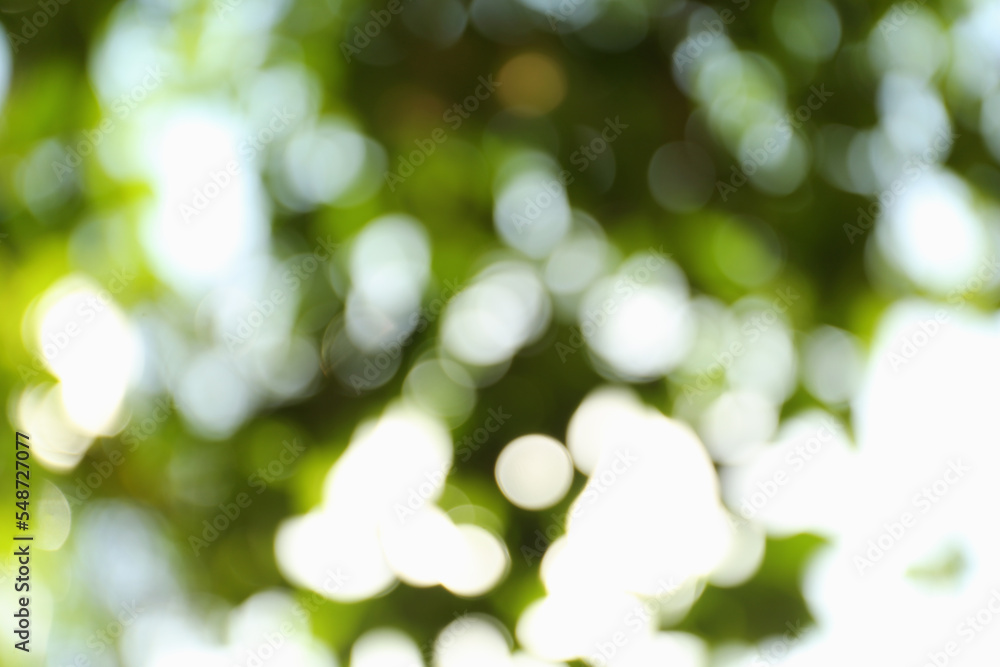 Blurred view of green trees on sunny day outdoors. Bokeh effect Blurred view of green trees on sunny day outdoors. Bokeh effect