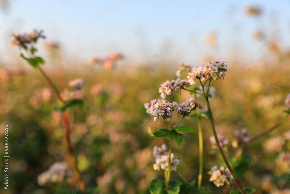 Beautiful blossoming buckwheat field on sunny day, closeup view Beautiful blossoming buckwheat field on sunny day, closeup view