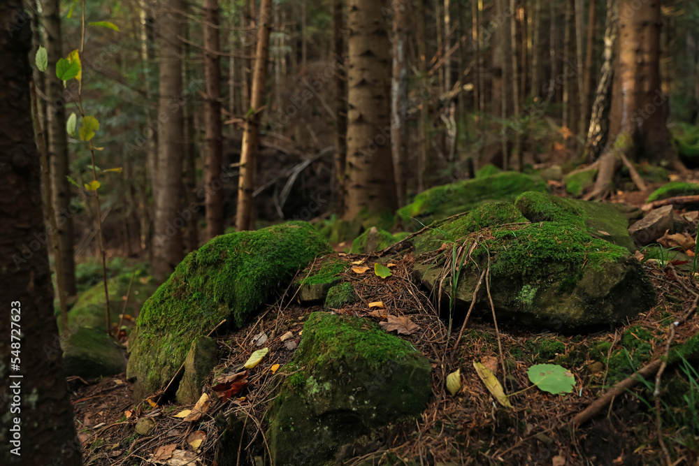 Beautiful view of green moss on stones near trees in forest Beautiful view of green moss on stones near trees in forest
