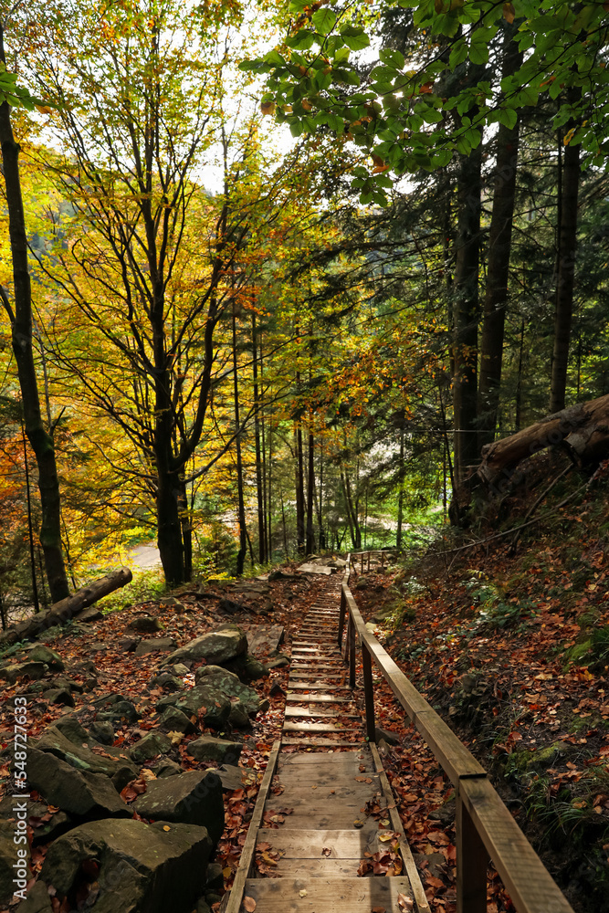 Picturesque view of wooden stairs in beautiful forest on autumn day
