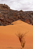 A small dry and dehydrated tree alone in the sand next to a dune and a mountain of rock. Red and yellow color gradient sand foreground and overcast sky background. Tadrart Rouge Sahara Desert.