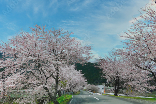 桜　満開　青空　道路