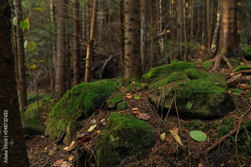 Beautiful view of green moss on stones near trees in forest