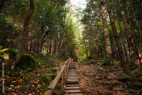 Picturesque view of wooden stairs in beautiful forest on autumn day