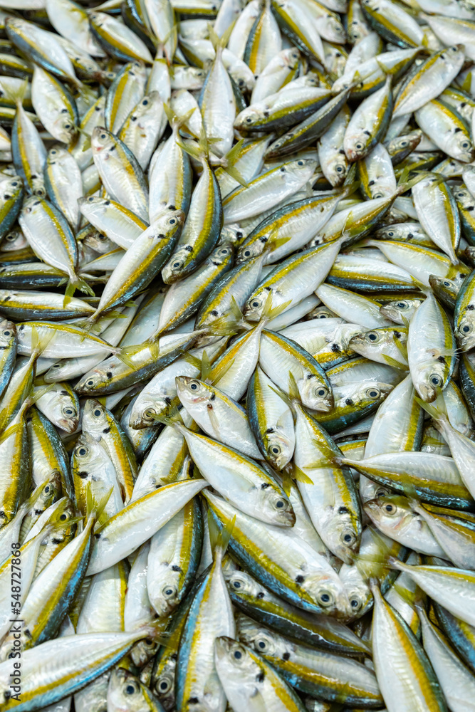 Fresh fish, sardines and horse mackerel, freshly caught. Medium-sized