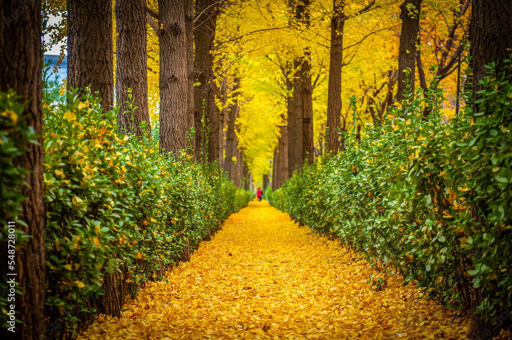 autumn in the park