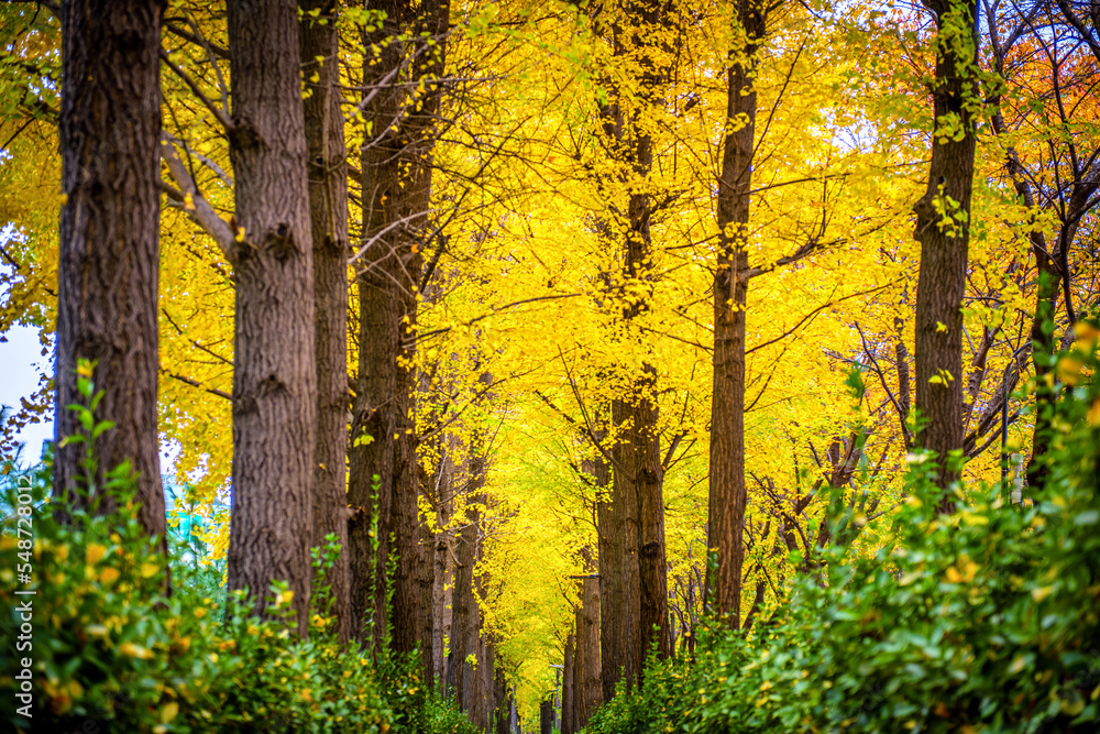autumn in the park