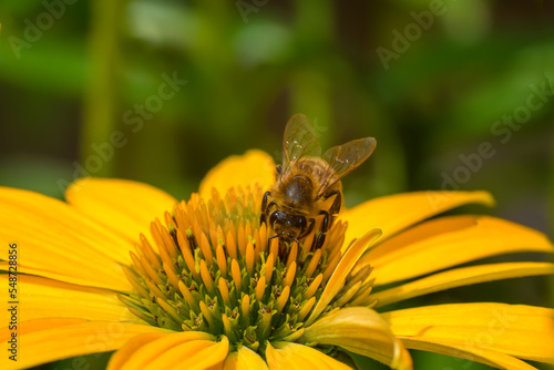 Zapracowana pszczoła na żółtym kwiatku