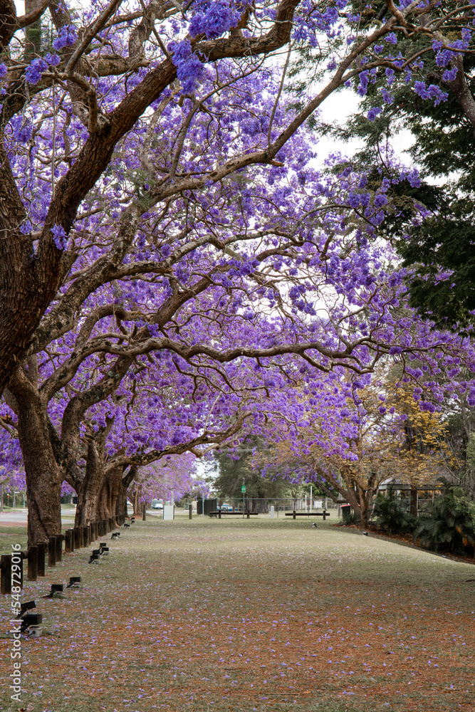 Naklejka premium Blooming jacaranda tree in an empty park.