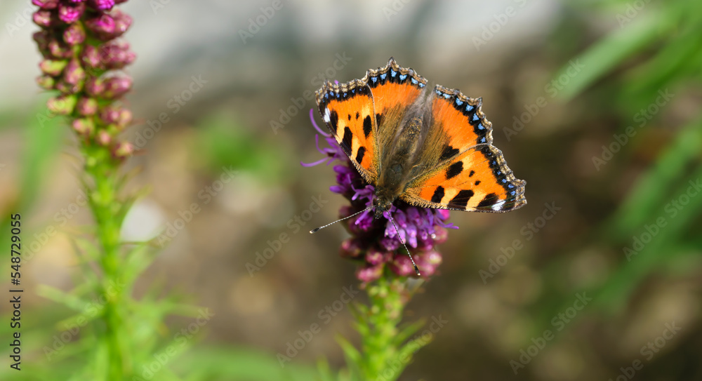 Pomarańczowy motyl z czarnymi plamkami na skrzydłach rusałka pokrzywnik kwitnącym kwiatku Pomarańczowy motyl z czarnymi plamkami na skrzydłach rusałka pokrzywnik kwitnącym kwiatku