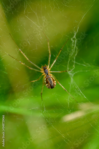 Pająk z długimi chudymi nogami siedzący na pajęczynie sfotografowany na tle zielonej trawy