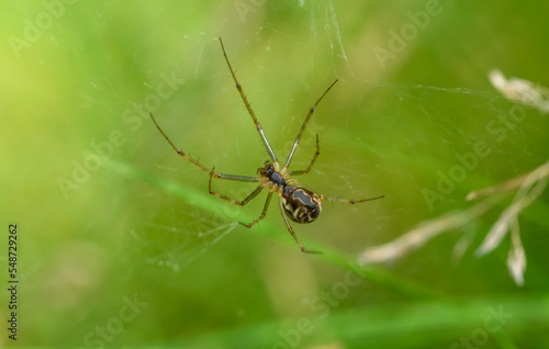 Pająk  z długimi chudymi nogami siedzący na pajęczynie  © Paweł Kacperek