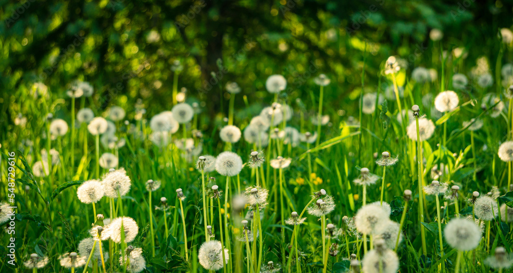 Dandelions on the summer lawn in the morning