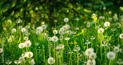 Dandelions on the summer lawn in the morning