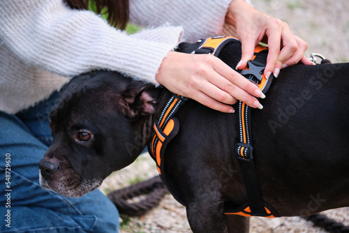 Fotografie Unrecognizable woman putting on dog harness at a pine forest
