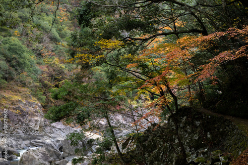 紅葉と渓谷の綺麗な秋の長門峡 山口県