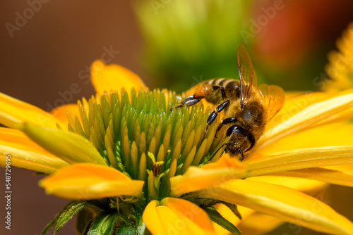 Pszczoła miodna zbierająca pyłek na pięknie kwitnącej żółtej jeżowce 
