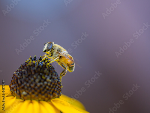Pszczoła miodna zbierająca pyłek z kwiatka na brązowym tle