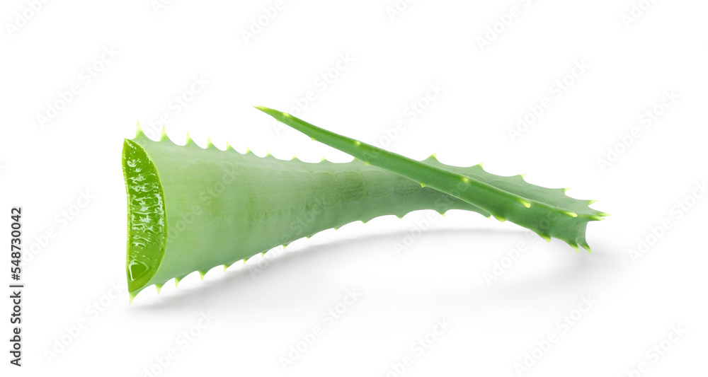 Curved juicy aloe leaf isolated on white background. Medicinal plant, cosmetic products ingredient. Curved juicy aloe leaf isolated on white background. Medicinal plant, cosmetic products ingredient.