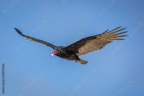 The california condor soaring through the air with a wingspan of 3 meters, on the west coast of California, USA