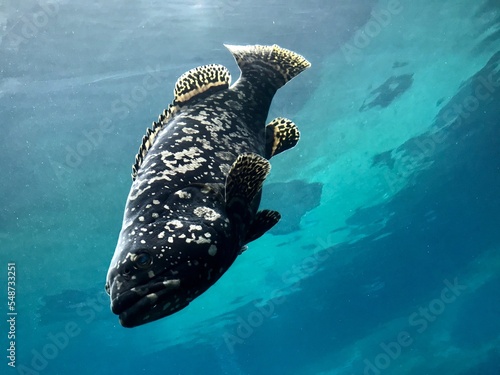 Photography fish in the ocean