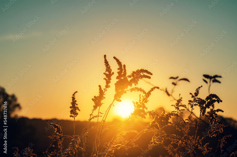 Obraz premium Dry grass-panicles of the Pampas against orange sky with a setting sun. Nature, decorative wild reeds, ecology. Summer evening, dry autumn grass