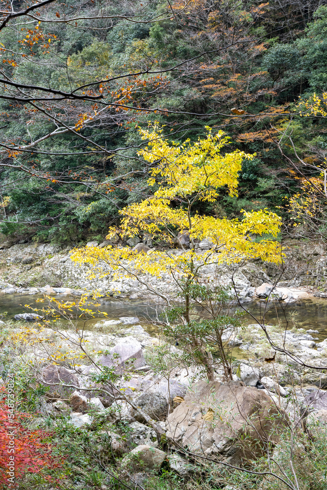 紅葉と渓谷の綺麗な秋の長門峡　山口県