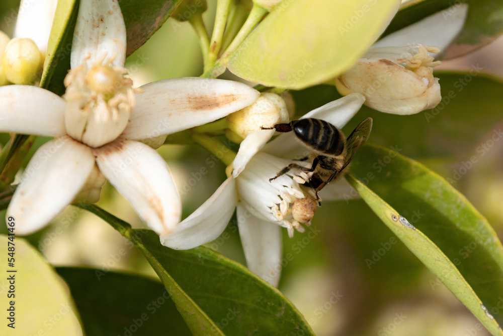 pollinating insect collecting pollen on orange blossom flower pollinating insect collecting pollen on orange blossom flower