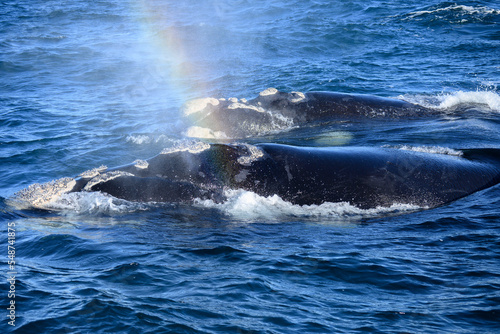 Respiranción, ballena franca, avistaje costero, puerto pirámides, patagonia, argentina photo