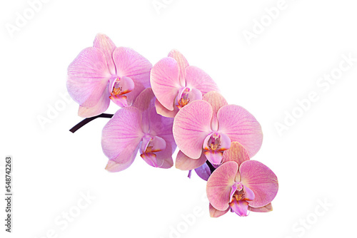 Fotografiet Branch of beautiful pink Phalaenopsis orchid isolated on white