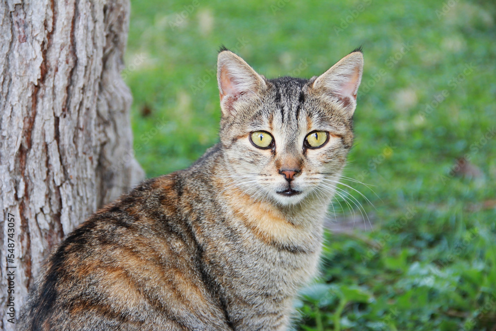 A multicolored street cat with yellow eyes is sitting in the park on the green grass