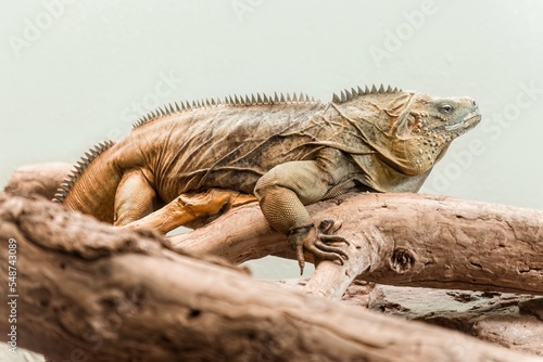An Iguana lizard sitting on a branch photo