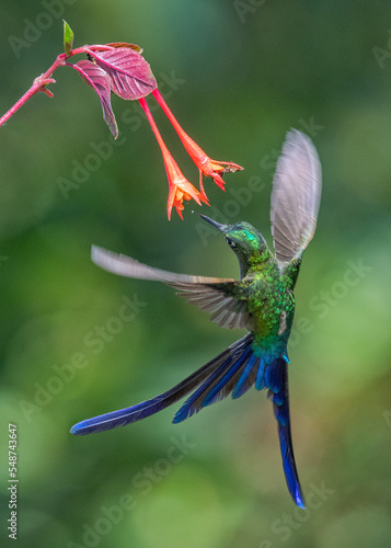 Violet-tailed Sylph, hummingbird, ecuadorian bird photo