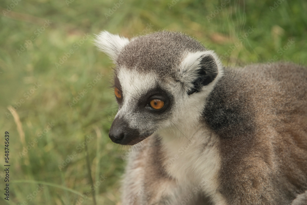 Fototapeta premium Ring-tailed lemur head portrait closeup on green grass background