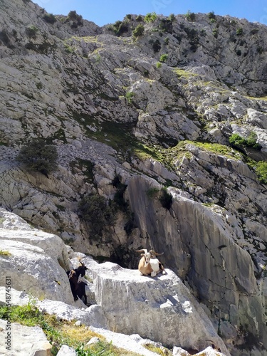 Cabras de montaña en la subida a Bulnes.