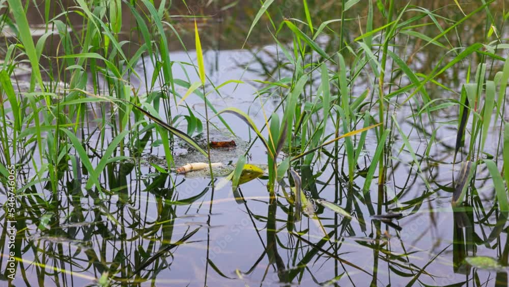Aquatic vegetation, reeds in the water. The tranquility of nature. Calm water and reflection of plant stems. Slow motion 120 fps, ProRes 422, 4K video Aquatic vegetation, reeds in the water. The tranquility of nature. Calm water and reflection of plant stems. Slow motion 120 fps, ProRes 422, 4K video