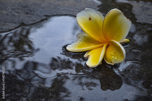 Yellow frangipani flowers fall on the wet floor