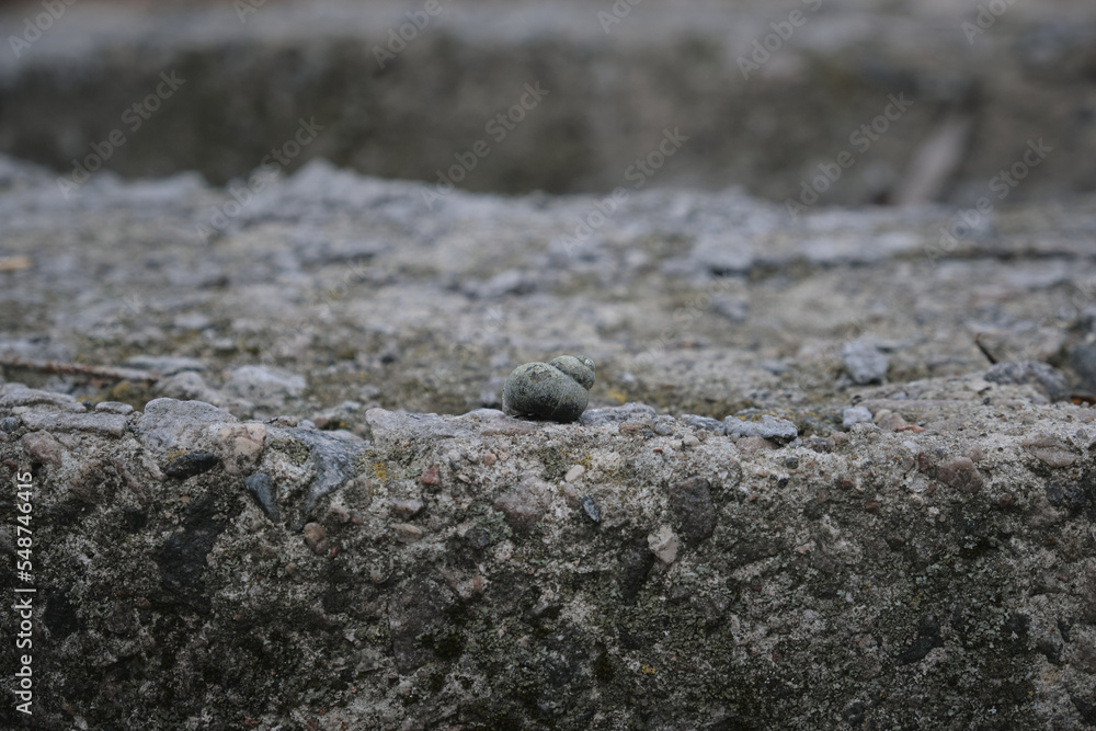 Snail shell lies on a Stone near the water Snail shell lies on a Stone near the water