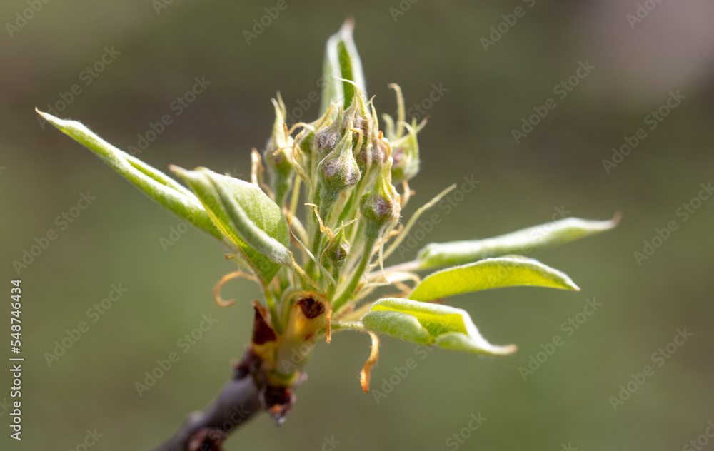 Opening bud on pear branch in spring. Opening bud on pear branch in spring.