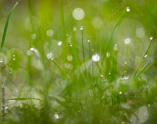 Dew drops on green grass.