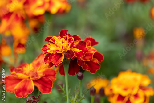 Marigold close-up, Tagetes flowers blooming