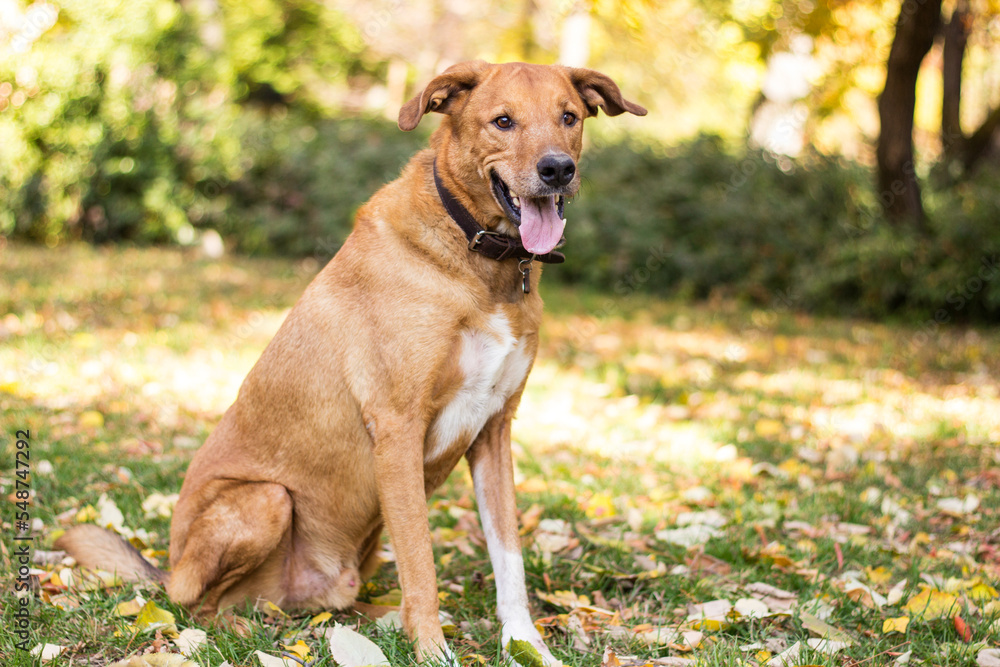 Cute playful dog in fall colored leaves Cute playful dog in fall colored leaves
