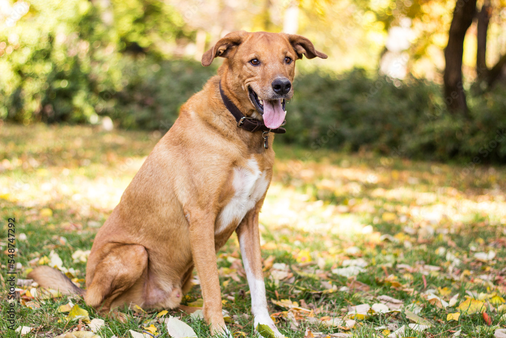 Cute playful dog  in fall colored leaves