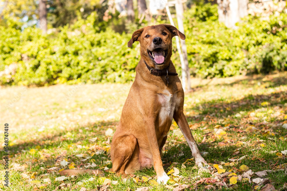Cute playful dog in fall colored leaves Cute playful dog in fall colored leaves