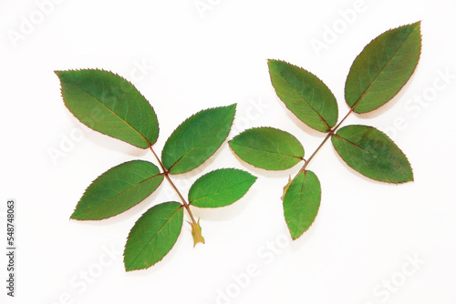Green leaves of a plant with veins on a branch on a white background