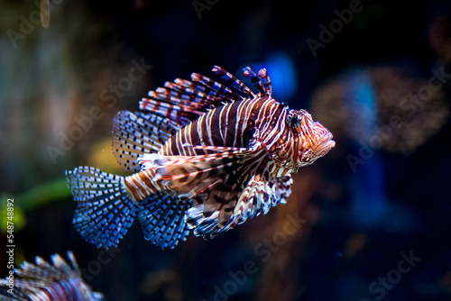 Beautiful color fish at aquarium in Dubai with fish close up. Underwater wildlife