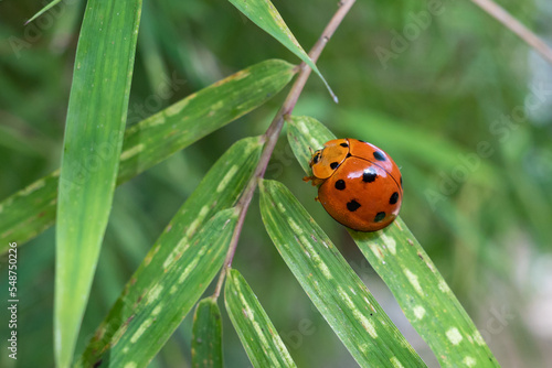 ladybug perched on a leaf © harto
