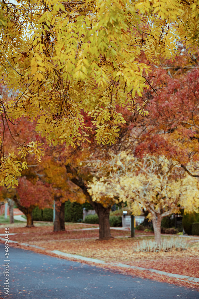 Naklejka premium Suburb driveways with autumn leaves in Bendigo